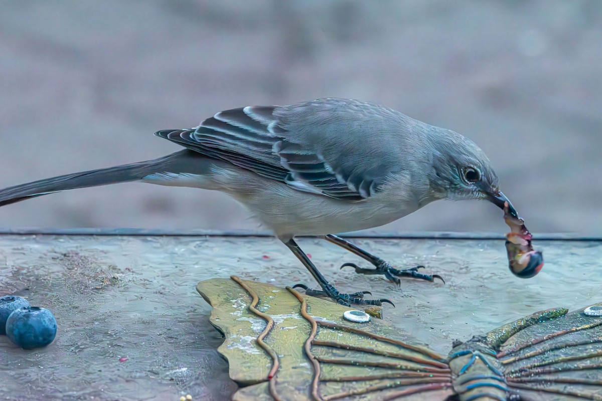 Gartenspottdrossel - ML645413937