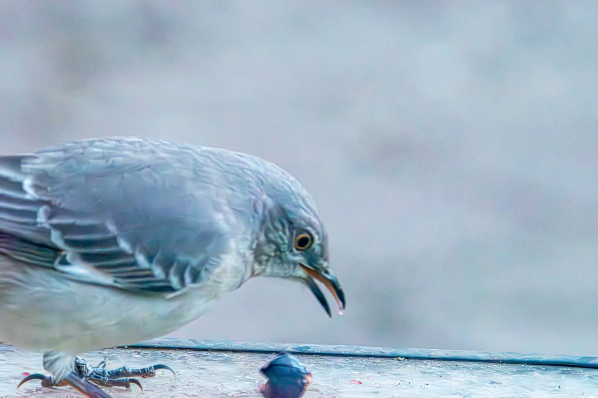 Gartenspottdrossel - ML645413940