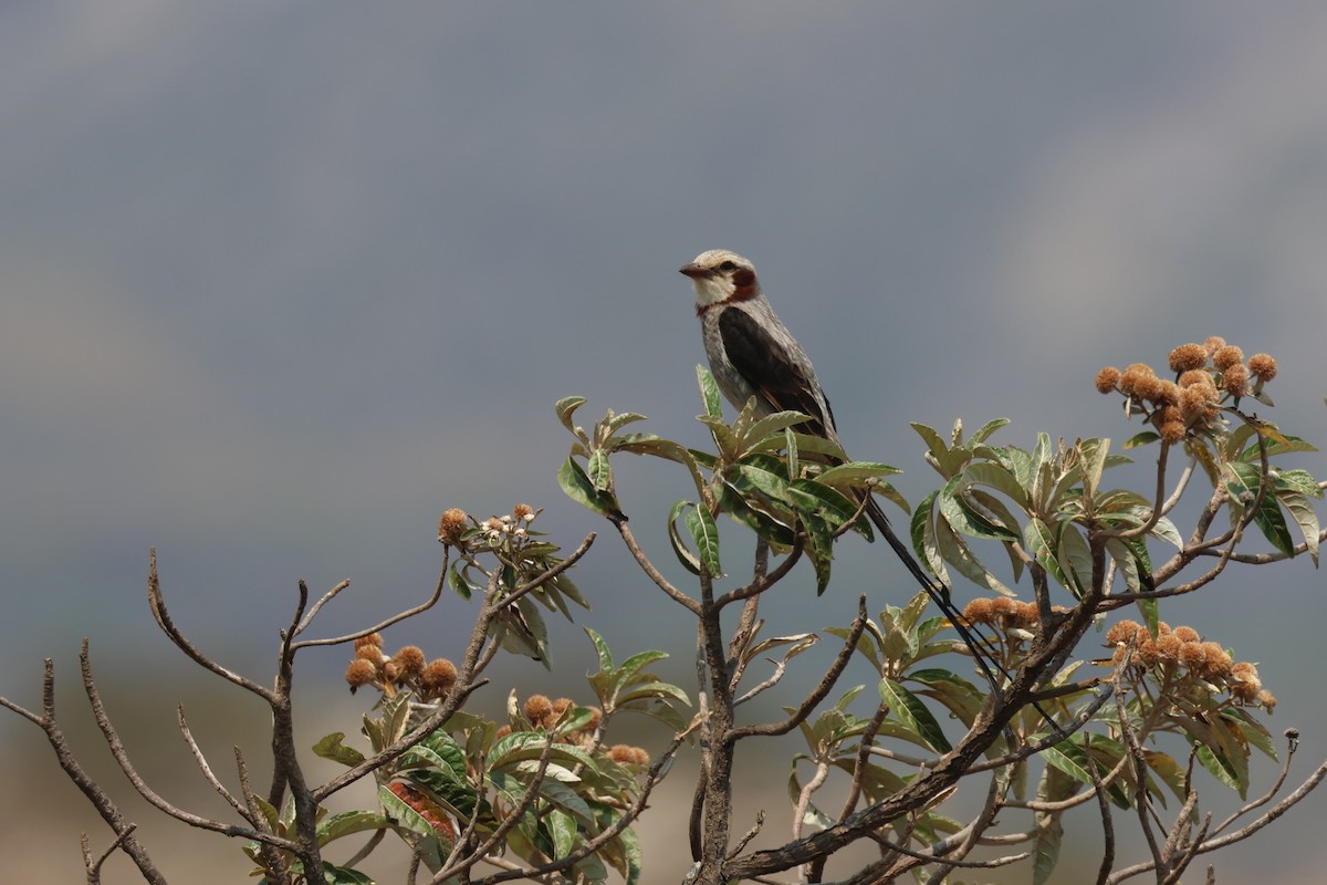 Kehlband-Schleppentyrann - ML645413941