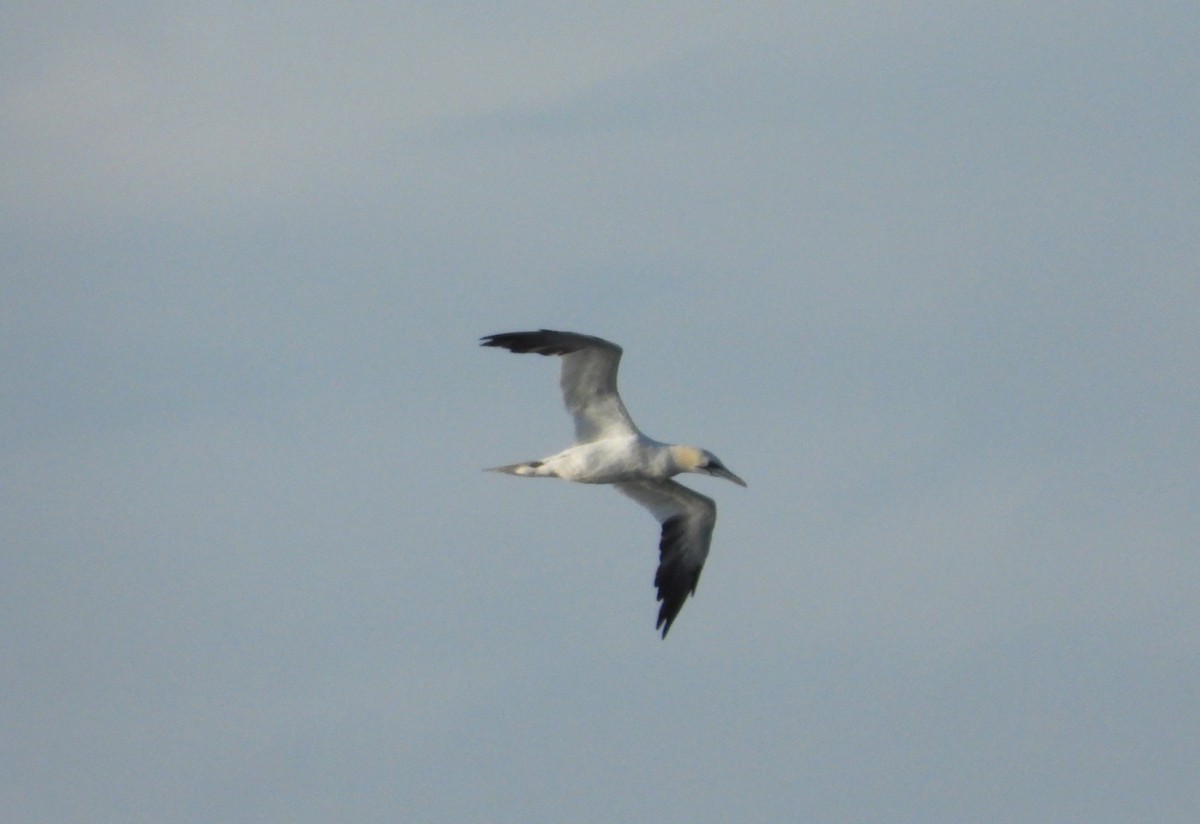 Basstölpel - ML645413942