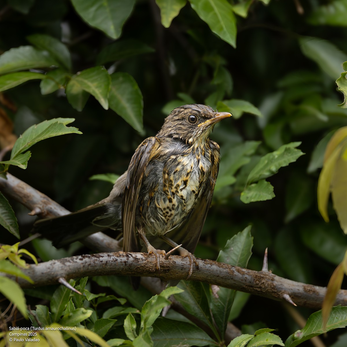 Rahmbauchdrossel - ML645413943