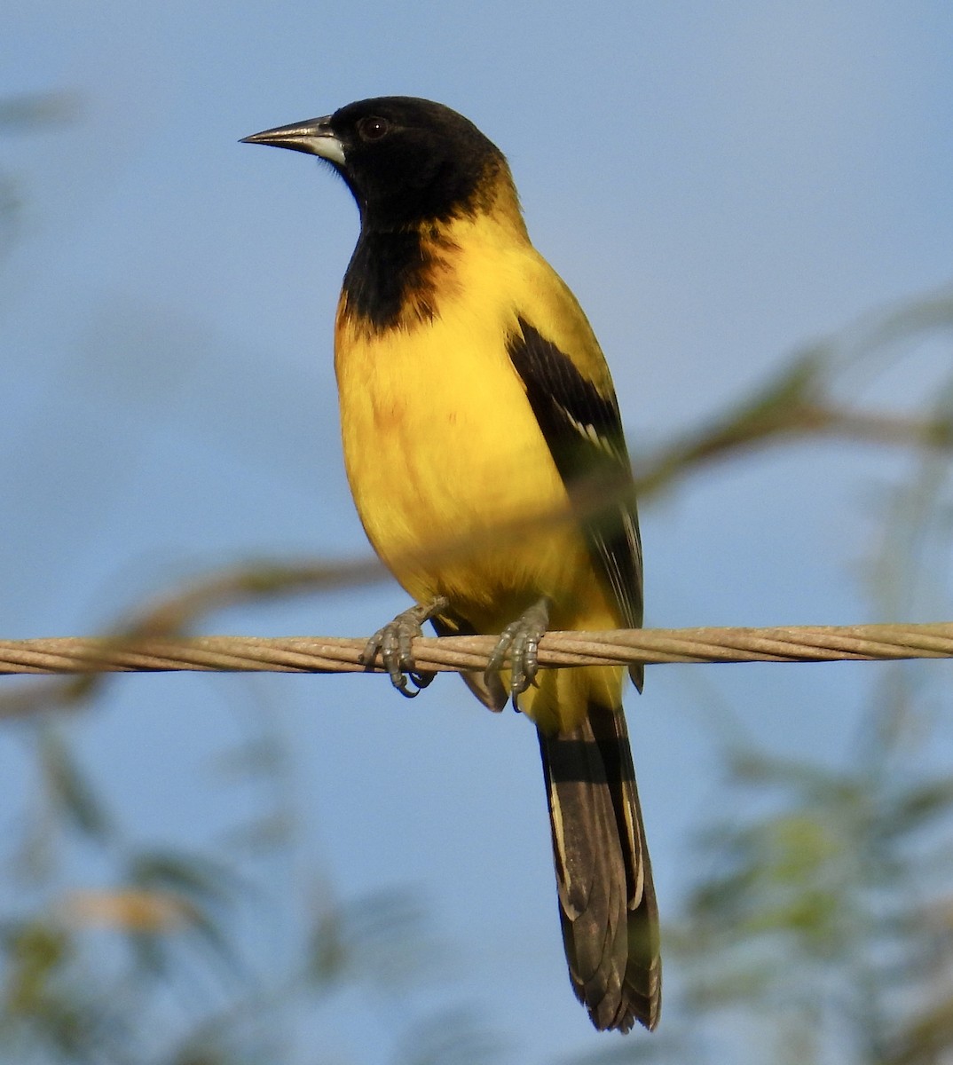 Audubon's Oriole - ML645413944