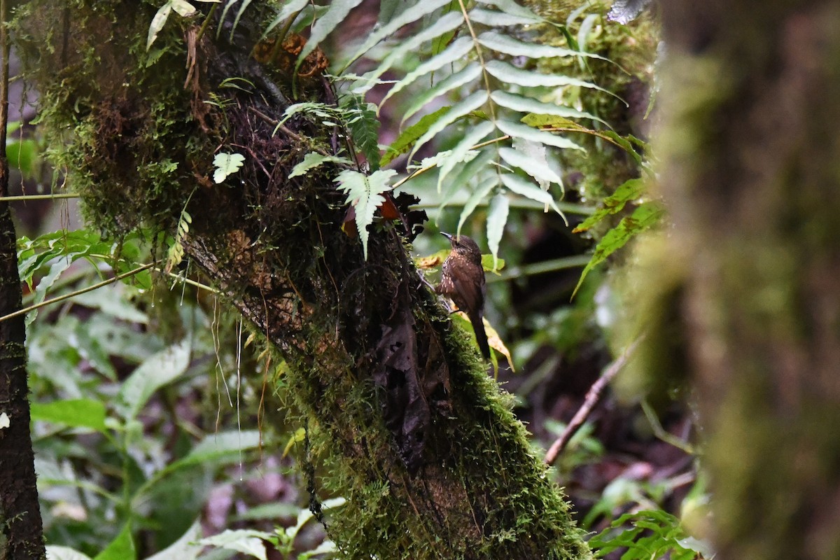 Spotted Barbtail - ML645413947