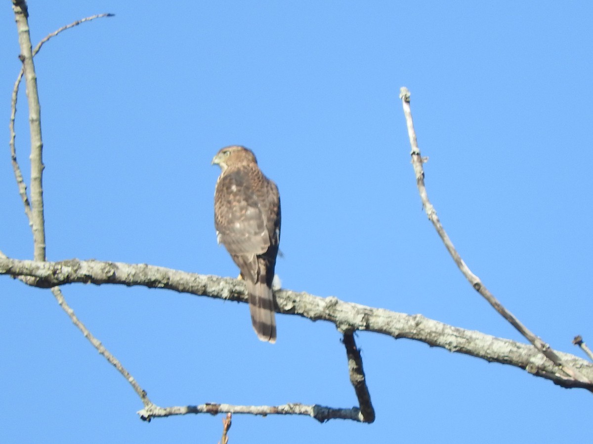 Cooper's Hawk - ML645413950