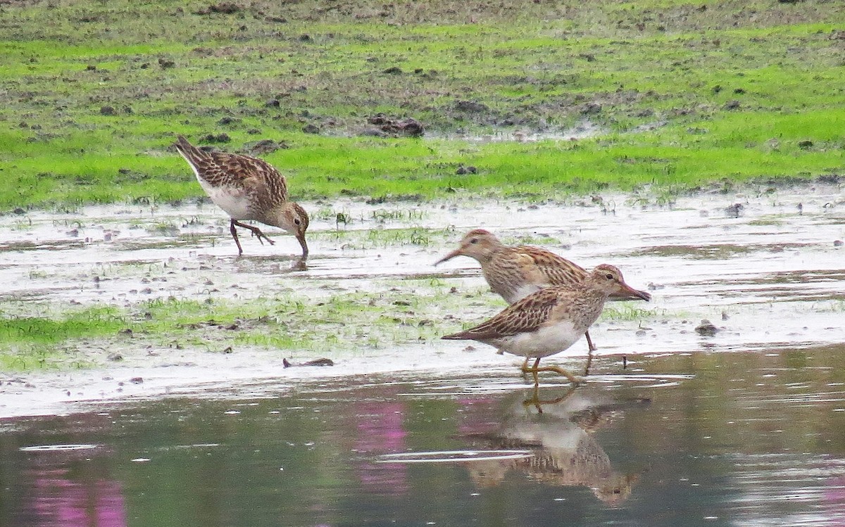 Орог элсэг - ML645413954