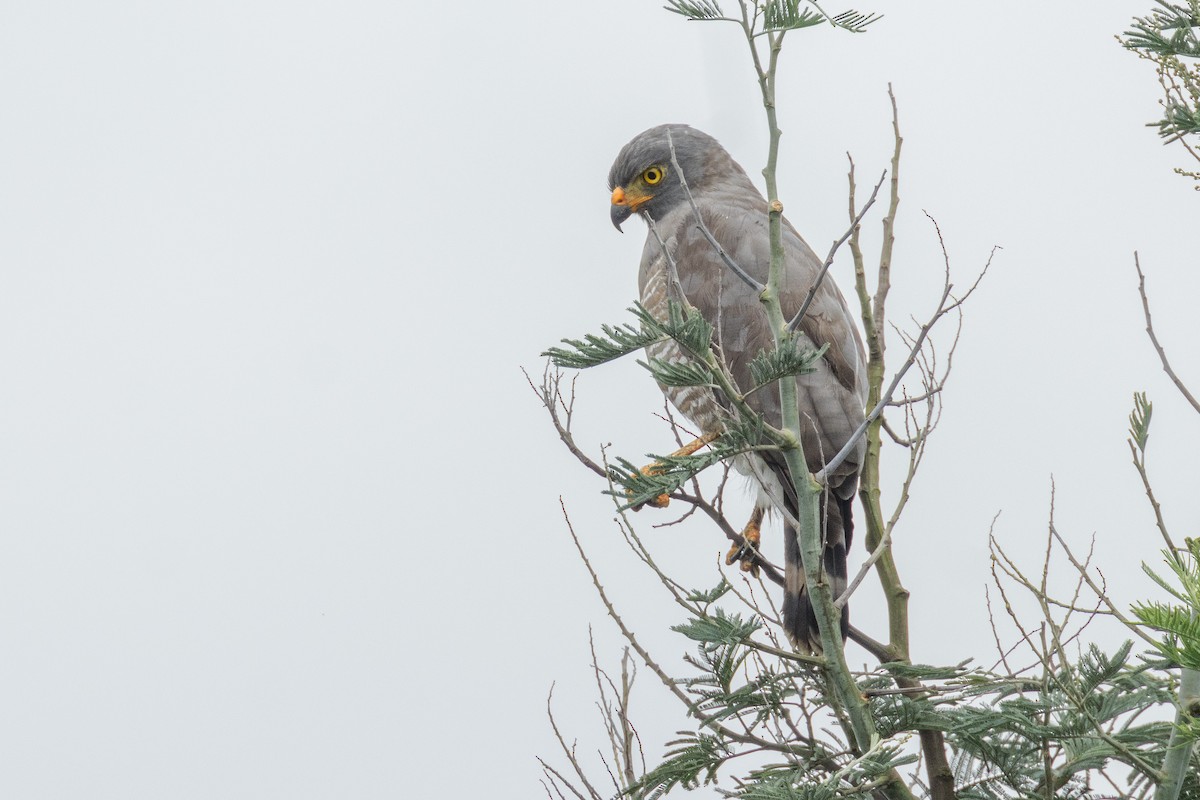 Roadside Hawk - ML645413962
