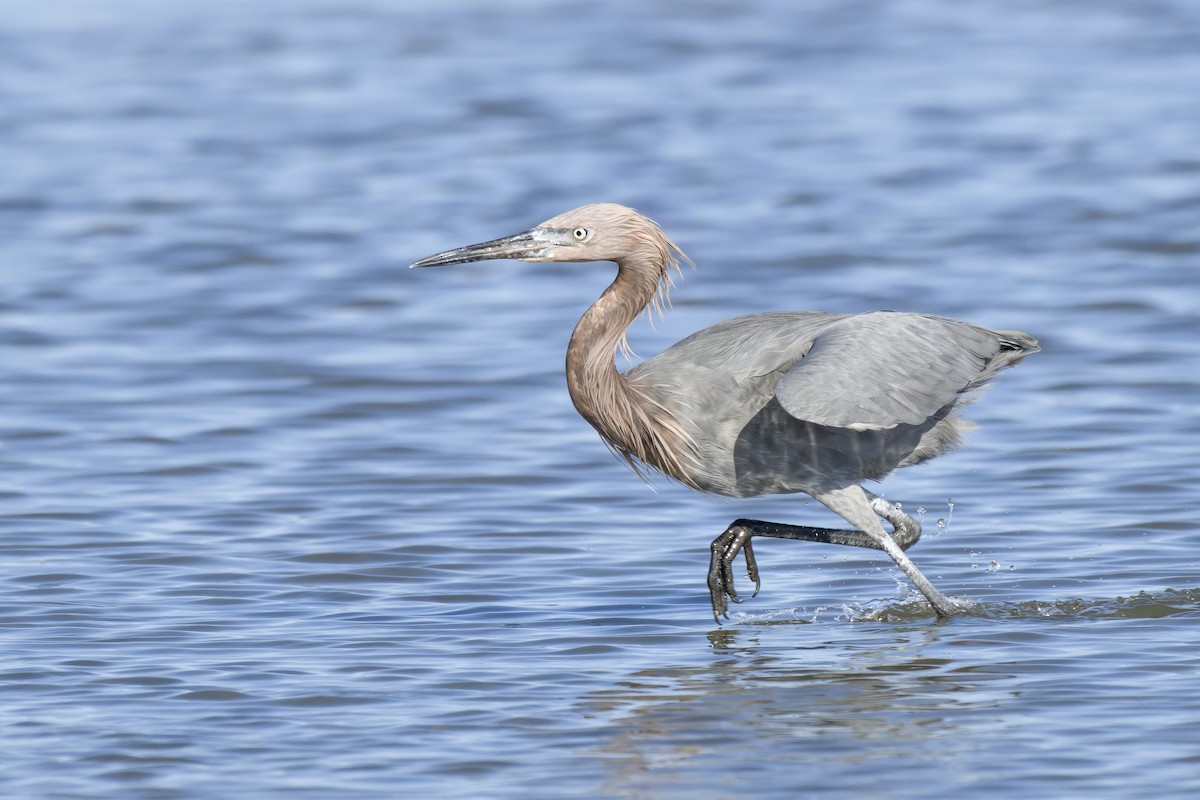 Reddish Egret - ML645413966
