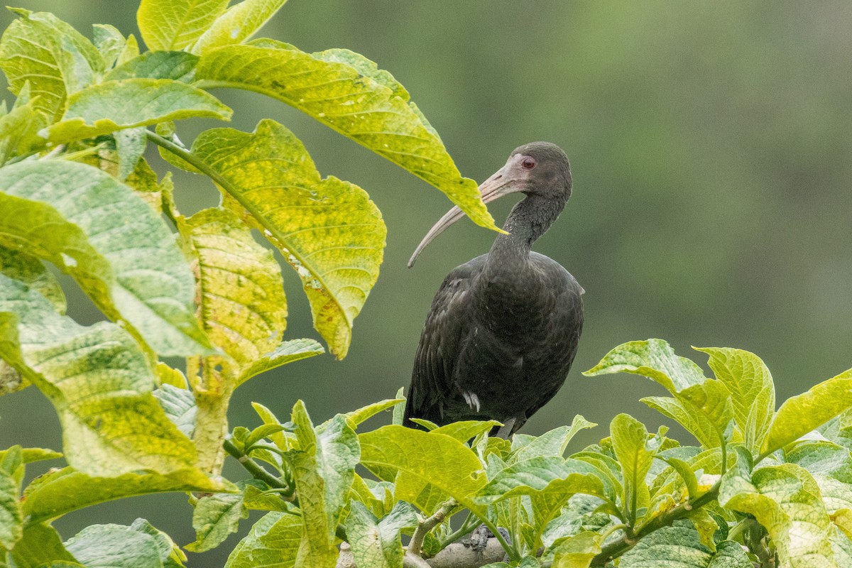 Ibis Afeitado - ML645413967