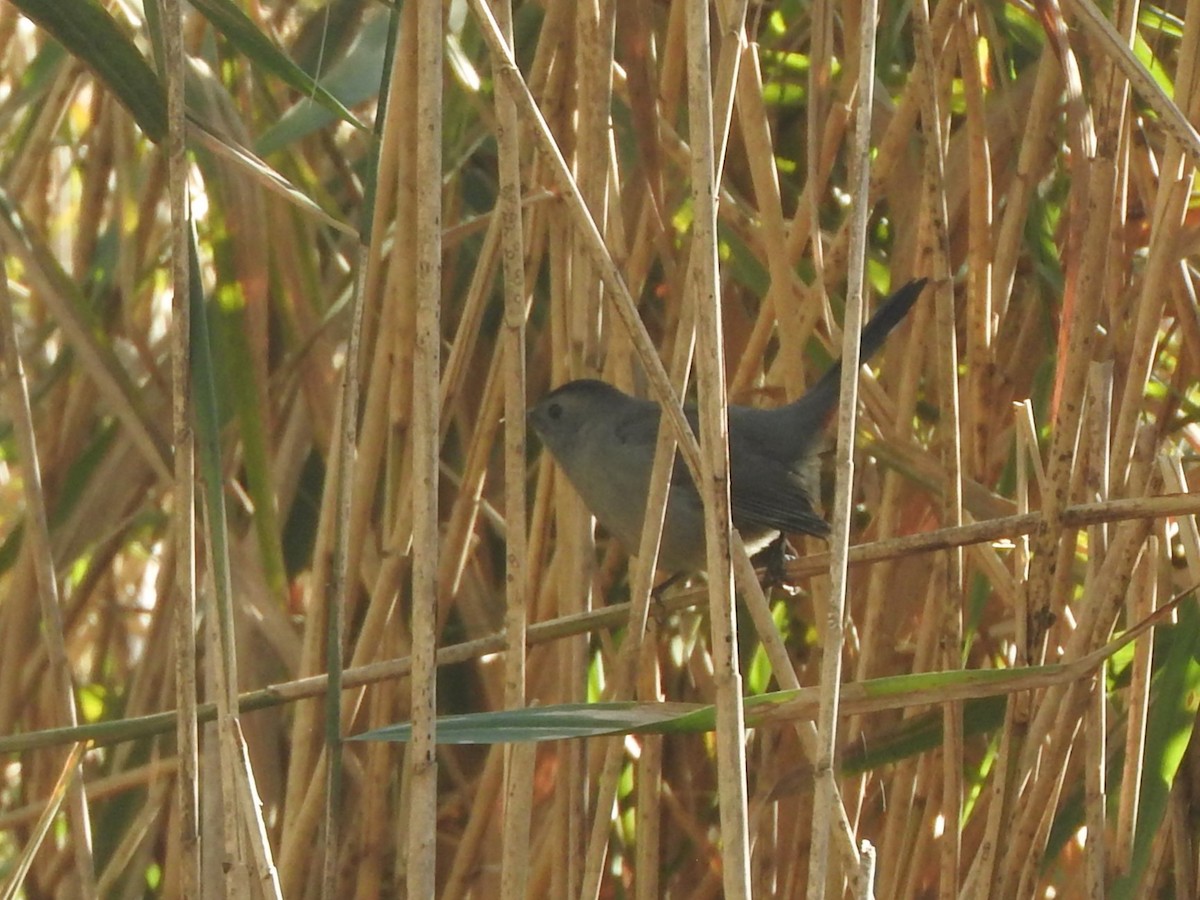 Gray Catbird - ML645413968