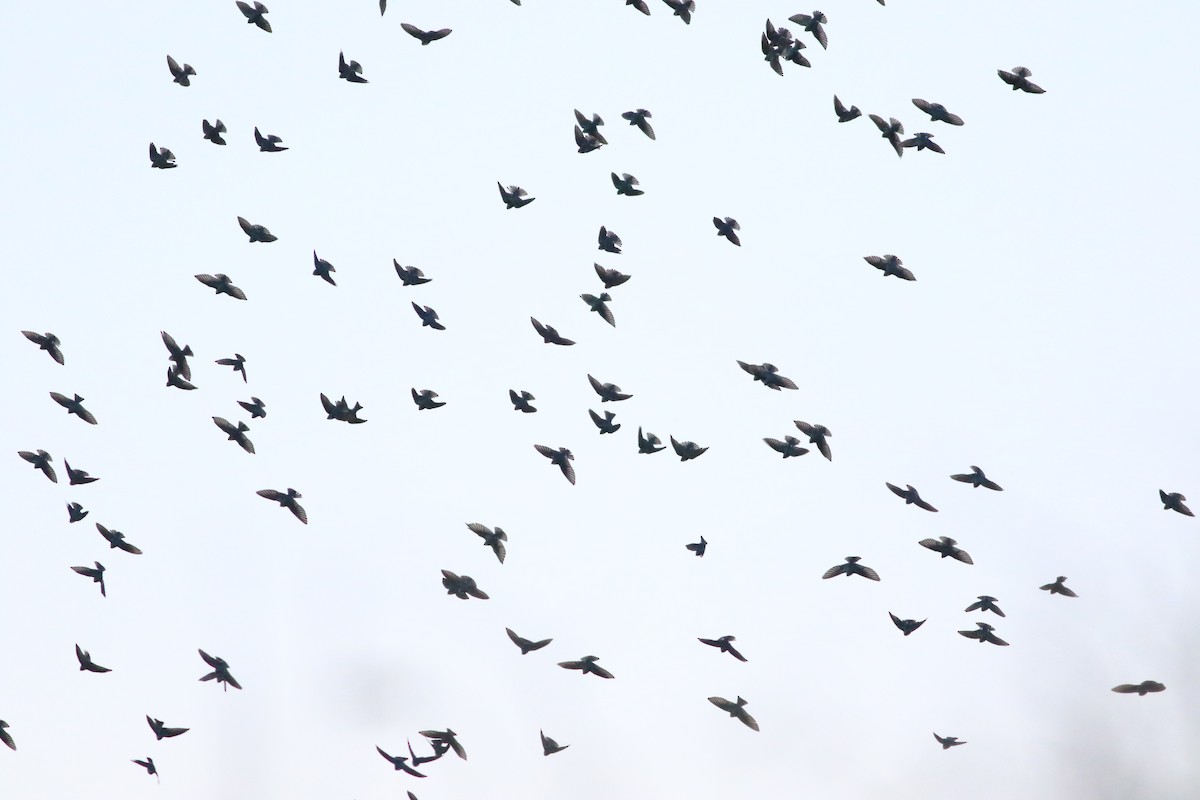 Tree Swallow - ML645413971