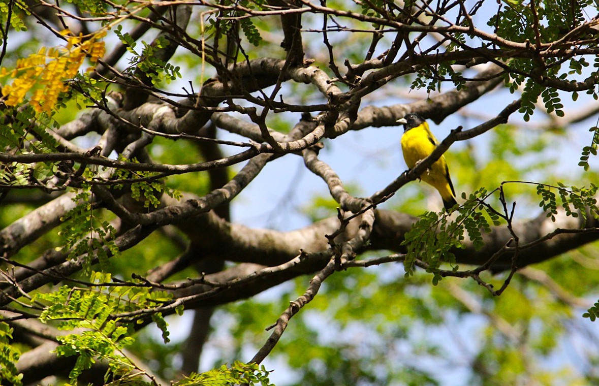 Hooded Siskin - ML645413973
