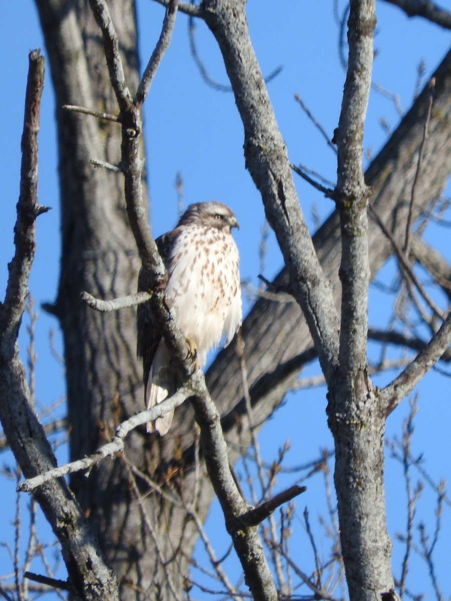 Red-shouldered Hawk - ML645413979