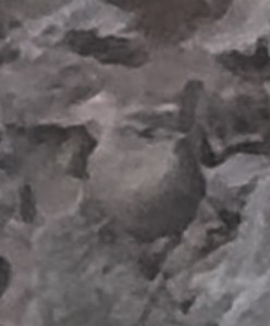 střízlík kanadský - ML645413981