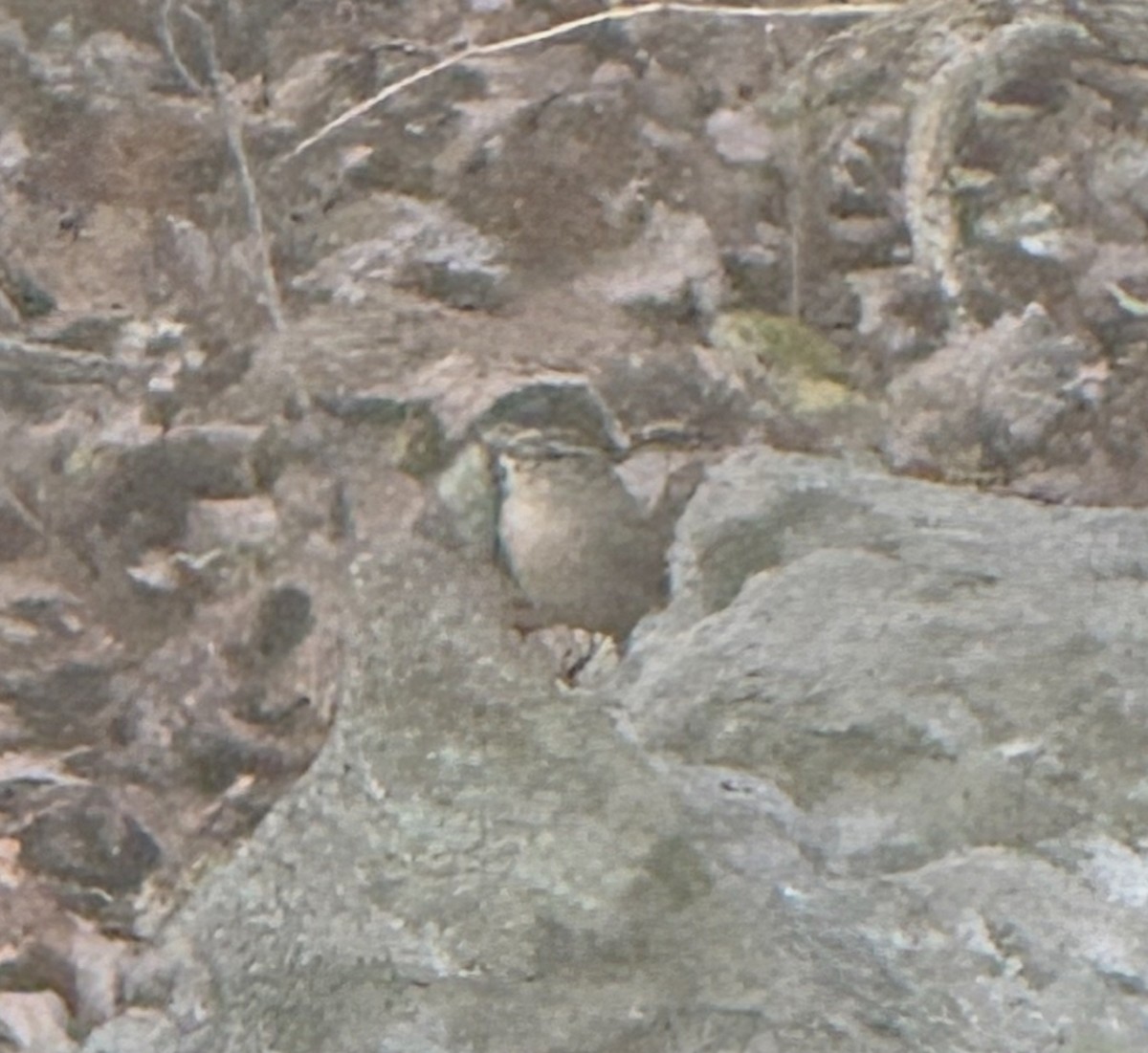 střízlík kanadský - ML645413982