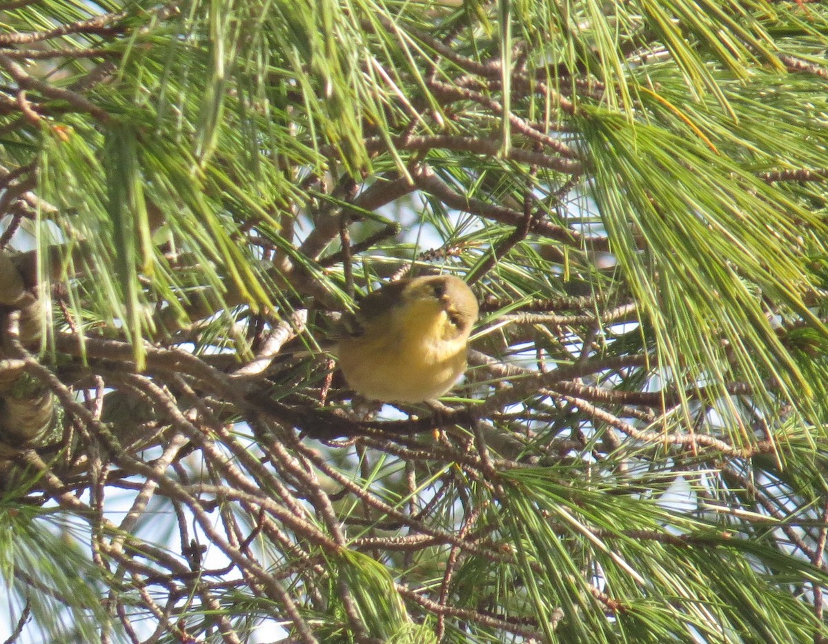 Pine Warbler - ML645413992