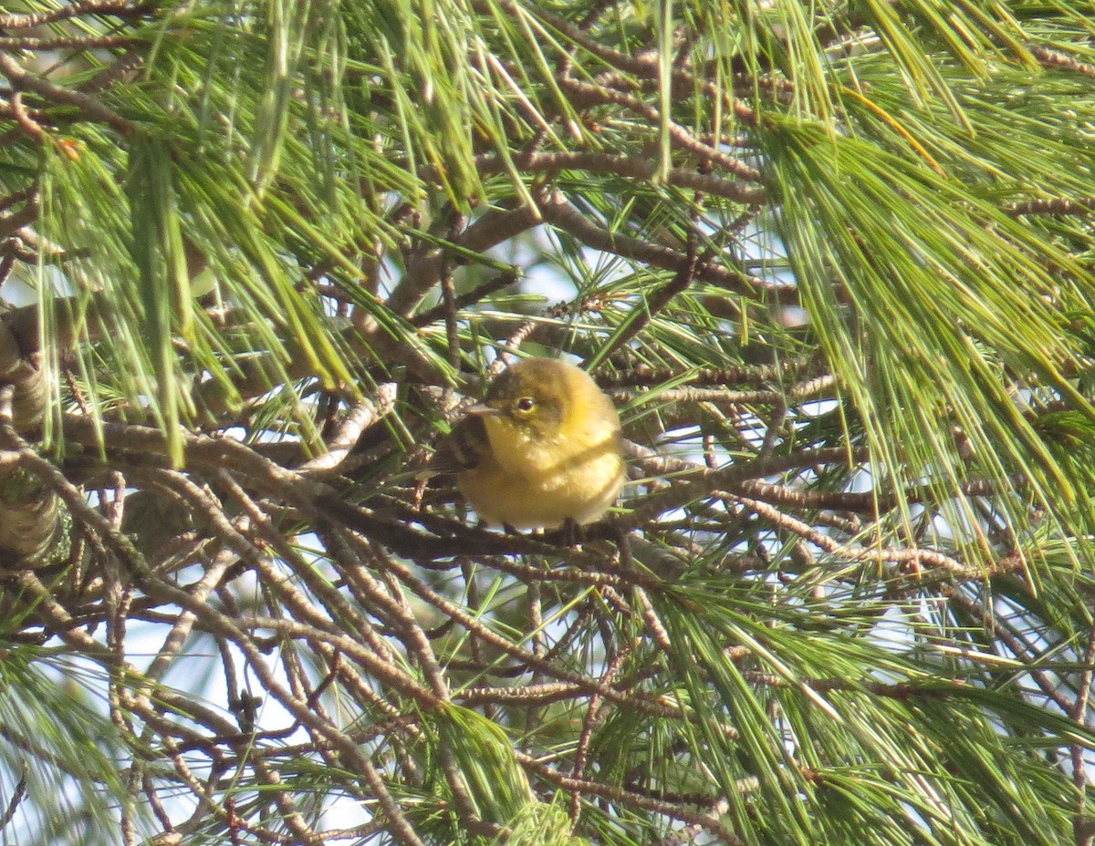 Pine Warbler - ML645413993