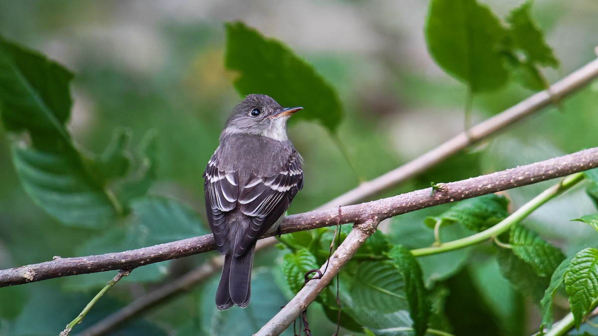 Восточный пиви - ML645413995