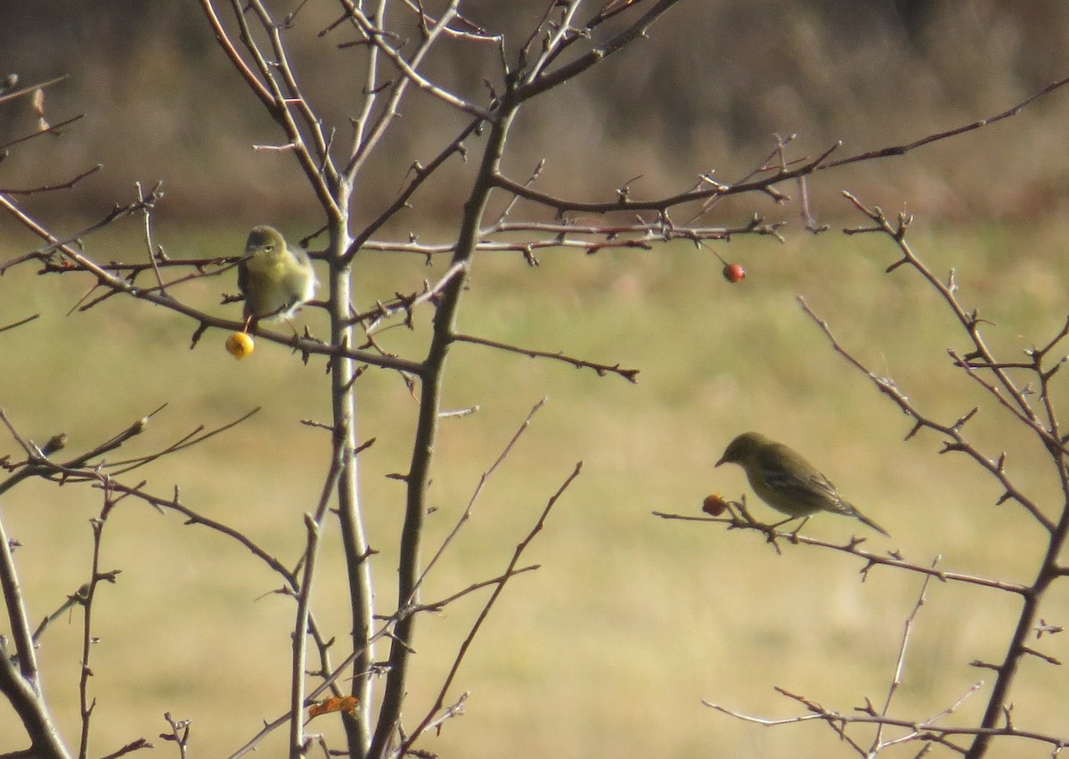 Pine Warbler - ML645413998