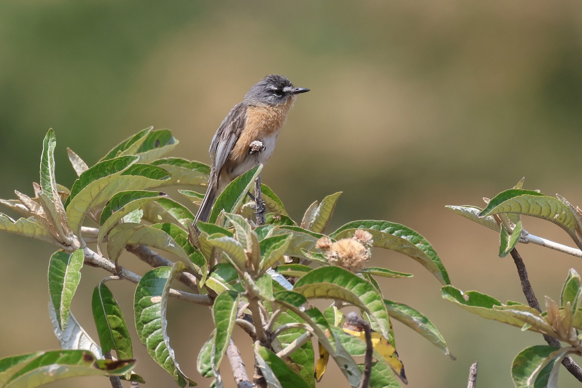Gray-backed Tachuri - ML645414001