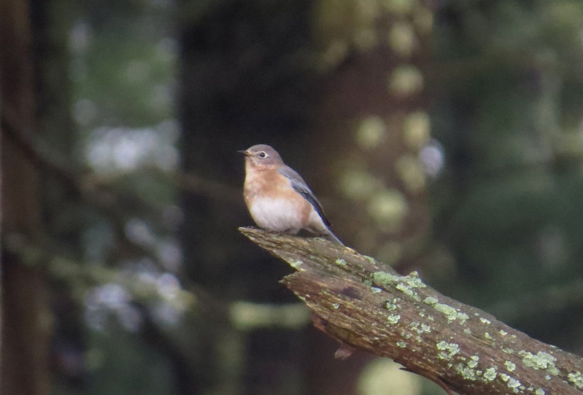 Eastern Bluebird - ML645414002