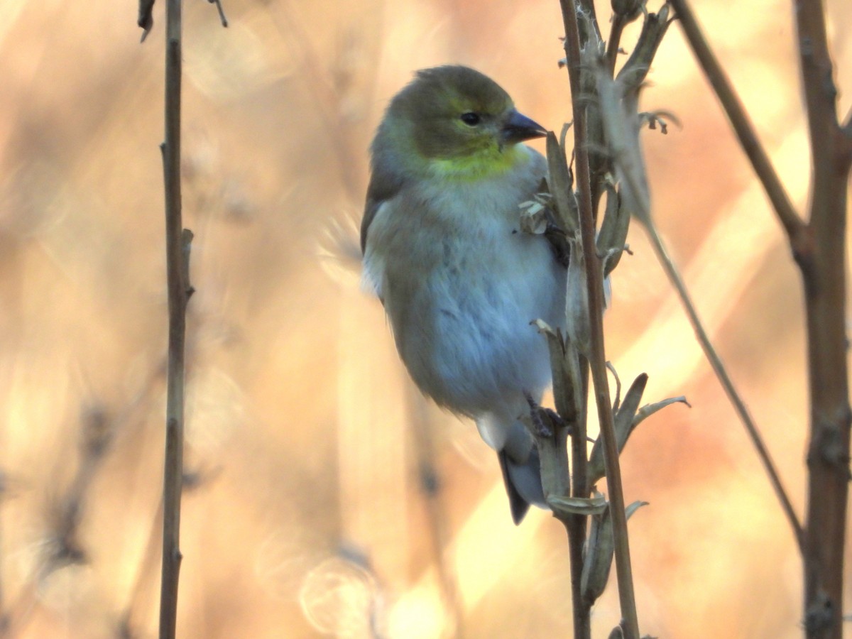 čížek žlutý - ML645414003