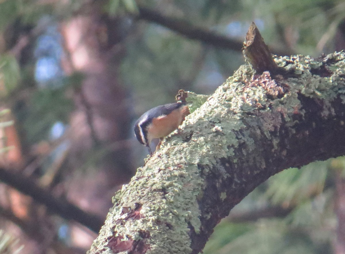 Red-breasted Nuthatch - ML645414004