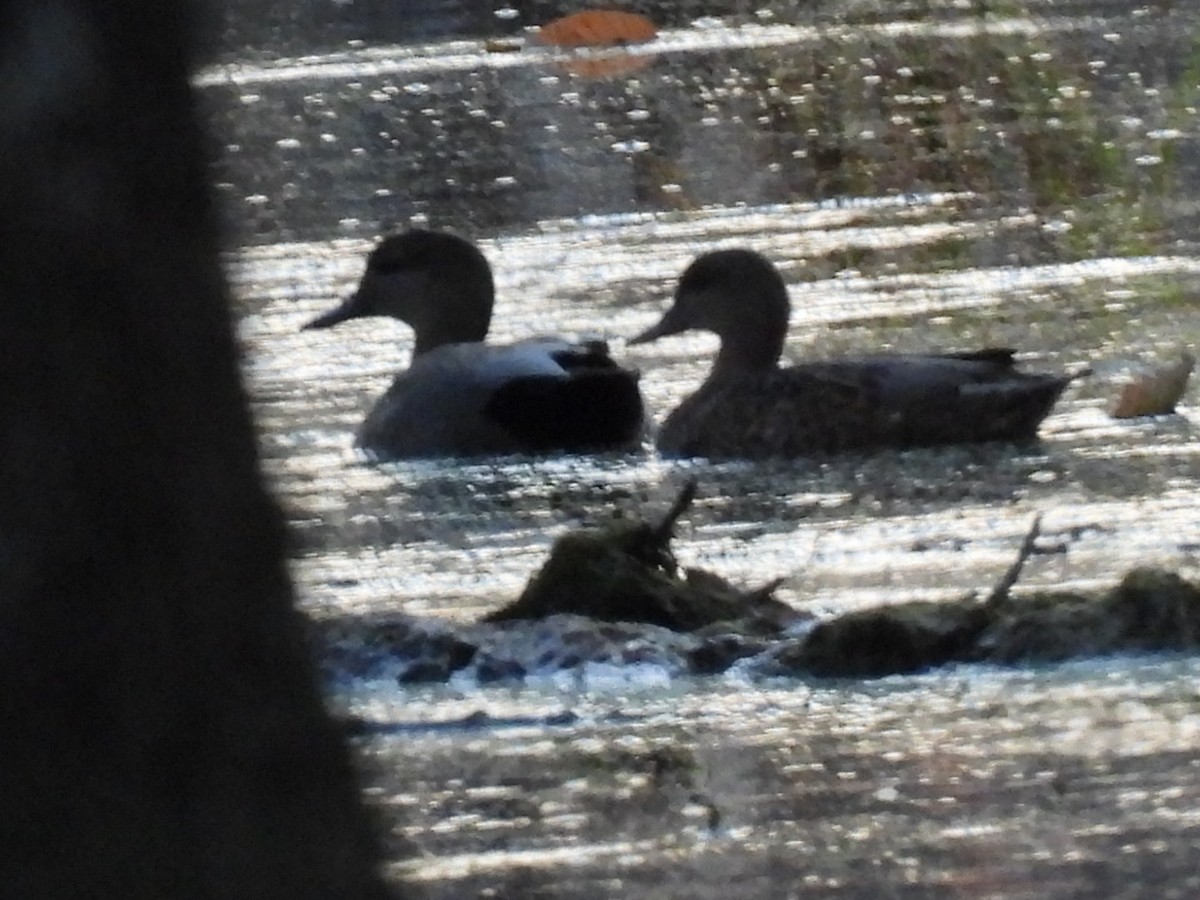kopřivka obecná - ML645414005