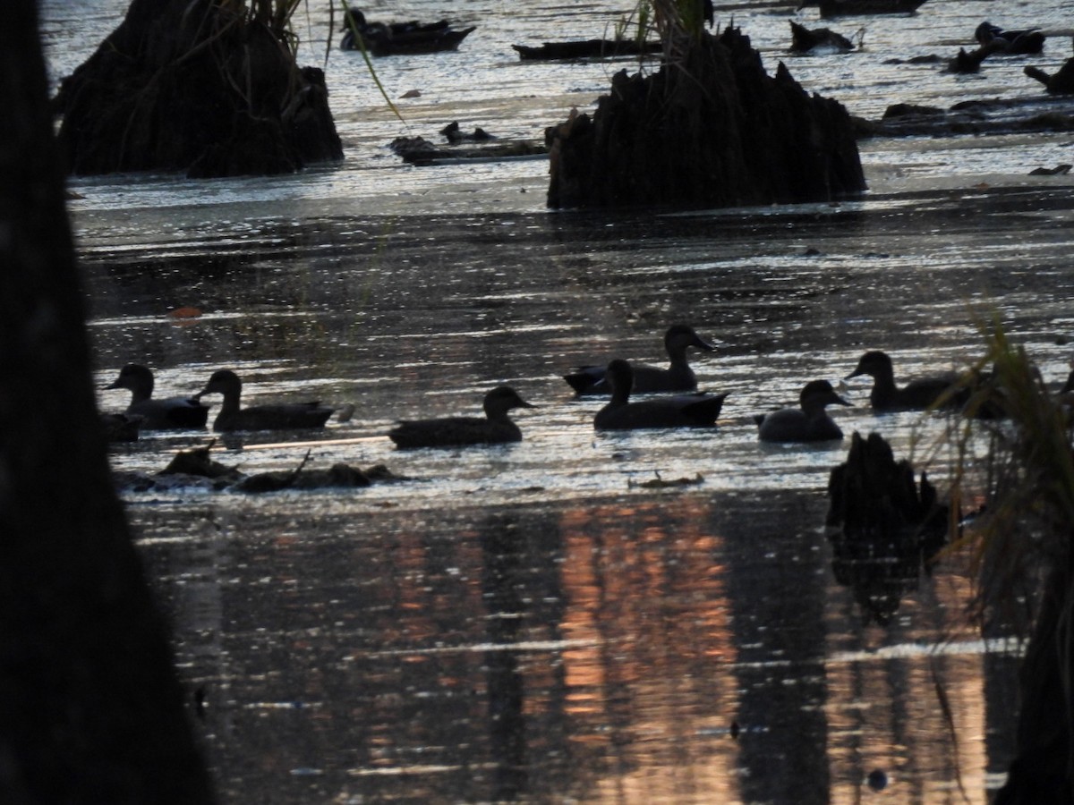 kopřivka obecná - ML645414006