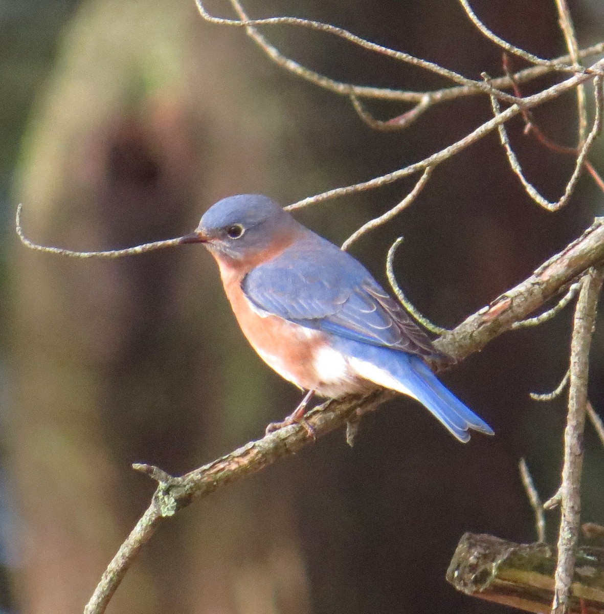 Eastern Bluebird - ML645414007
