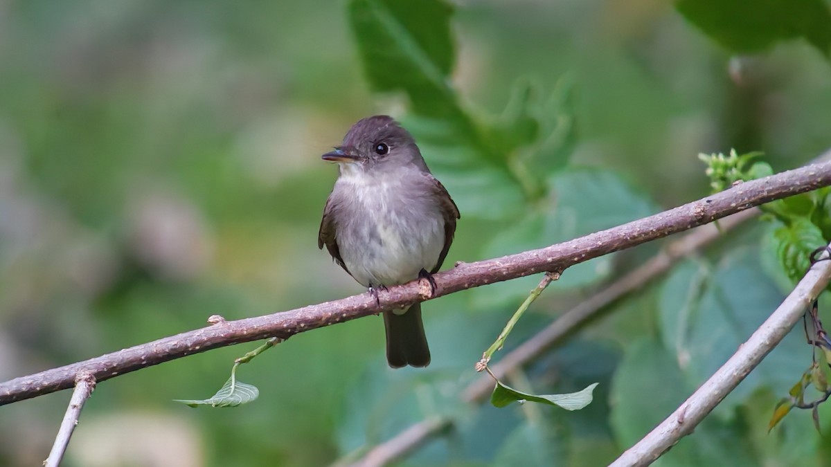 Восточный пиви - ML645414011