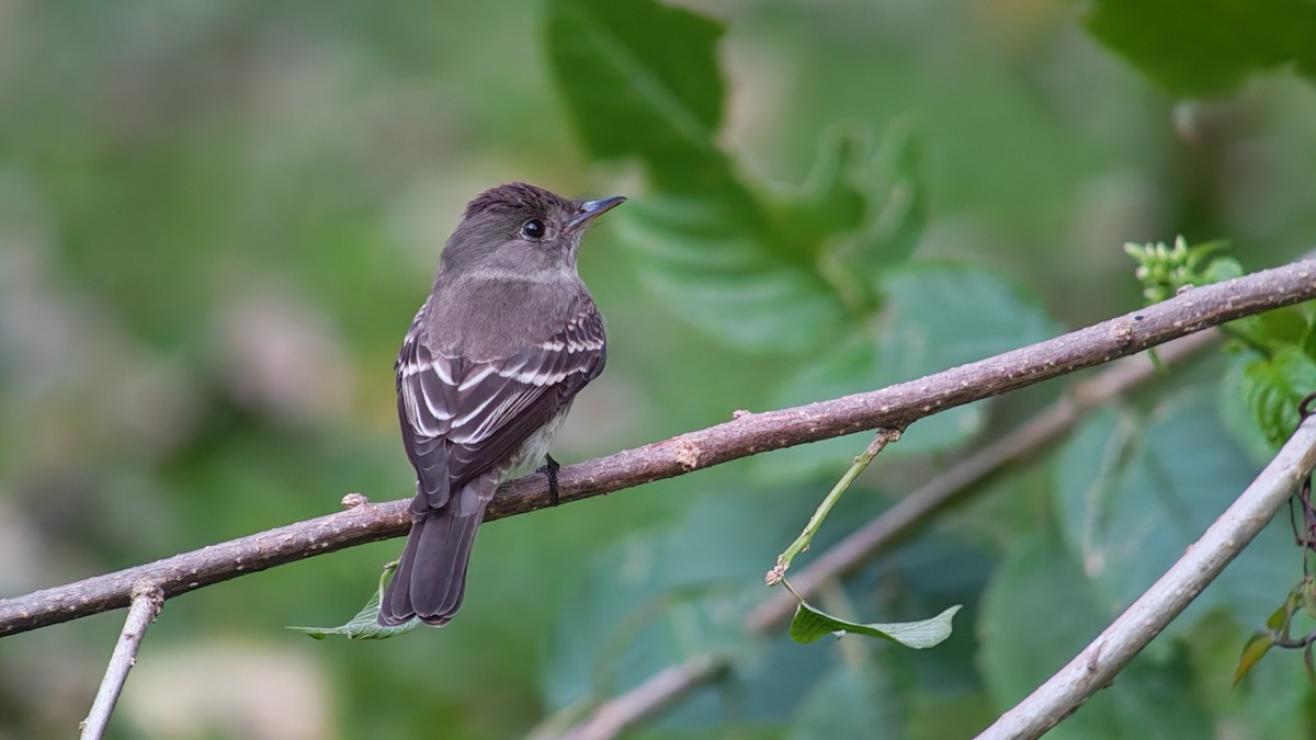 Восточный пиви - ML645414012