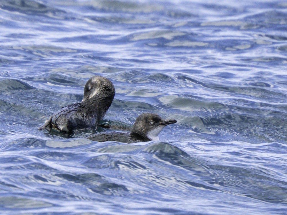 Little Penguin - ML645414013