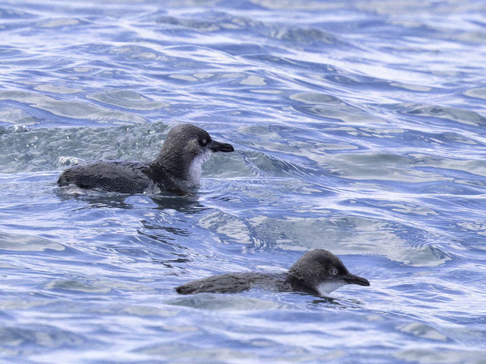 Little Penguin - ML645414014