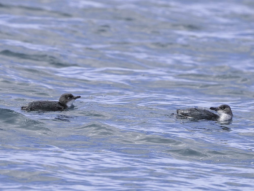 Little Penguin - ML645414015