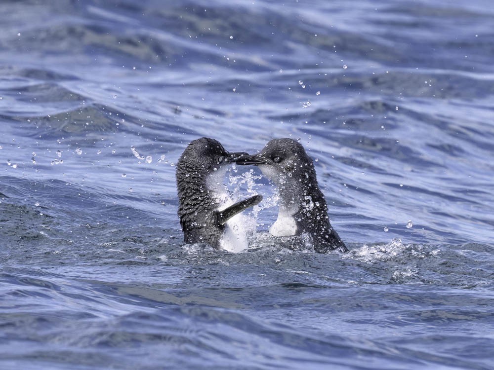 Little Penguin - ML645414016