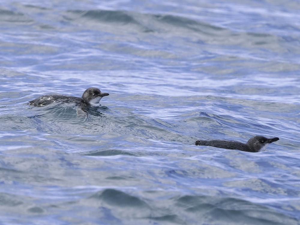 Little Penguin - ML645414017