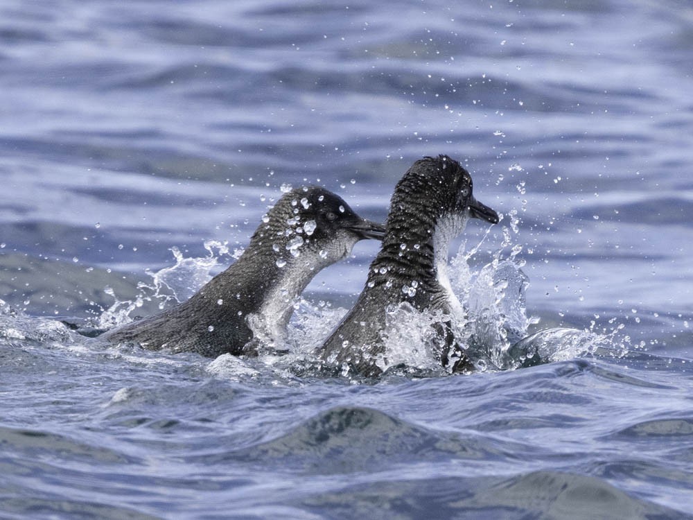 Little Penguin - ML645414018