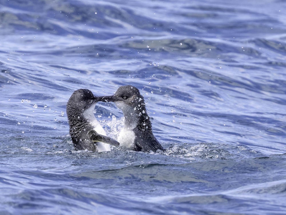 Little Penguin - ML645414019