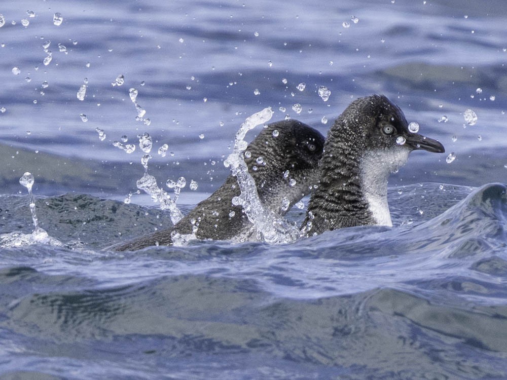 Little Penguin - ML645414020