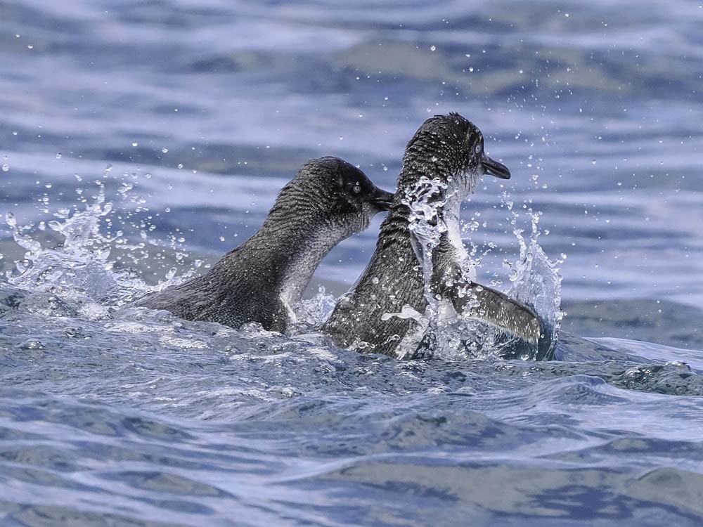 Little Penguin - ML645414021