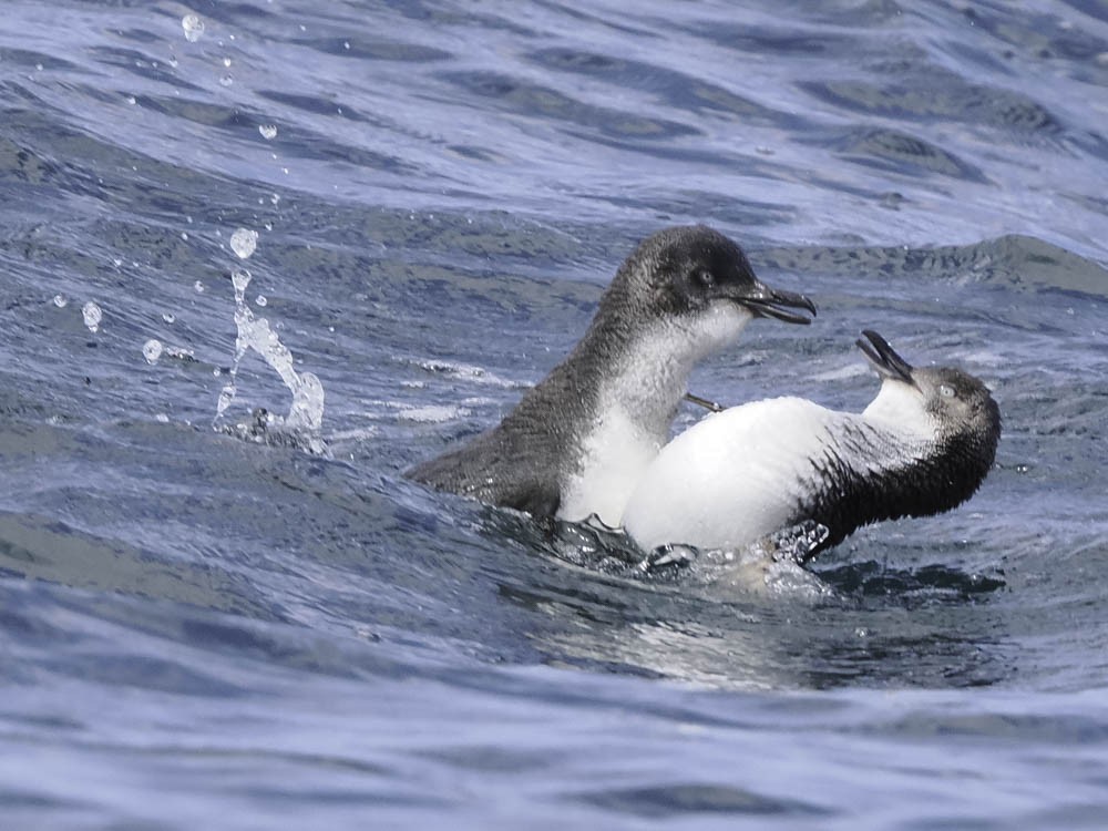 Little Penguin - ML645414022