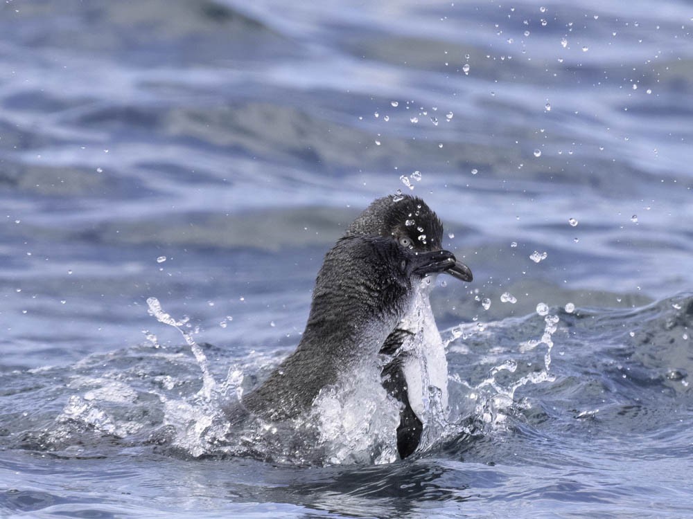 Little Penguin - ML645414023