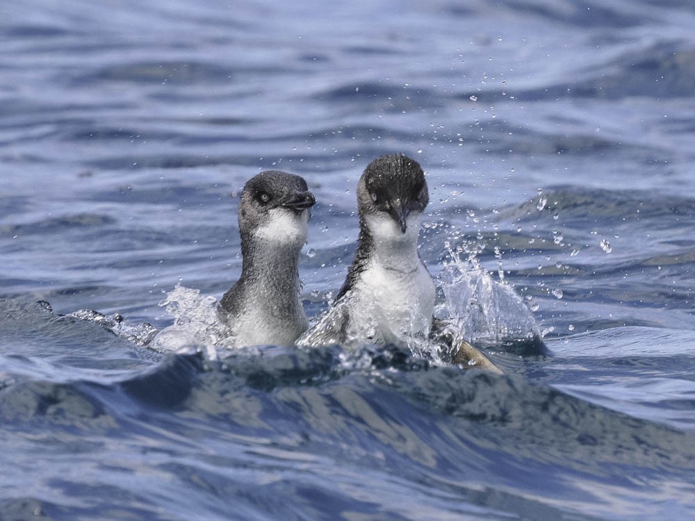 Little Penguin - ML645414024