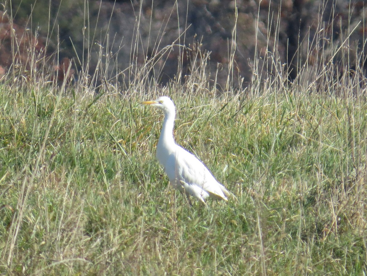 Airone guardabuoi - ML645414025