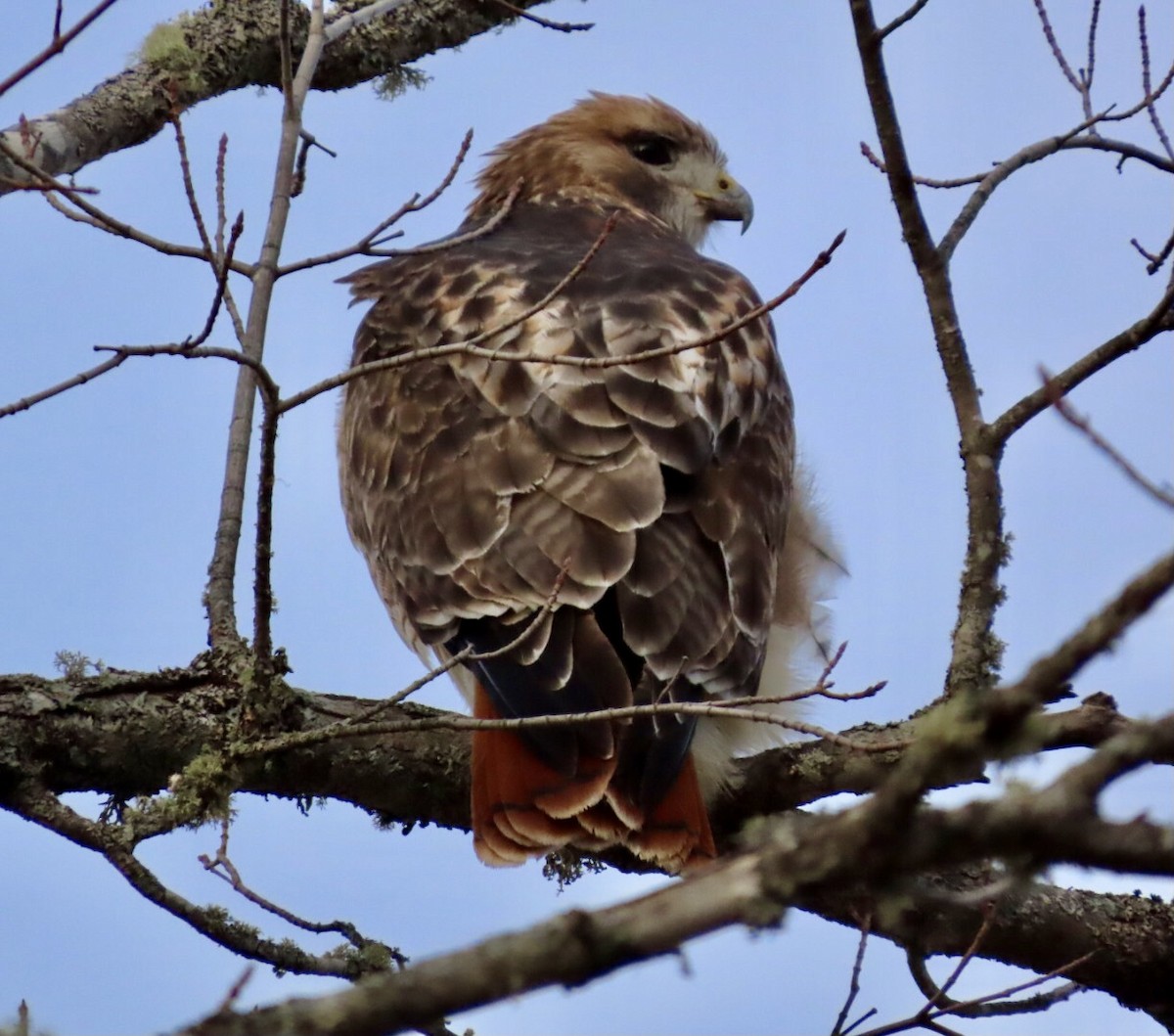 Red-tailed Hawk - ML645414026