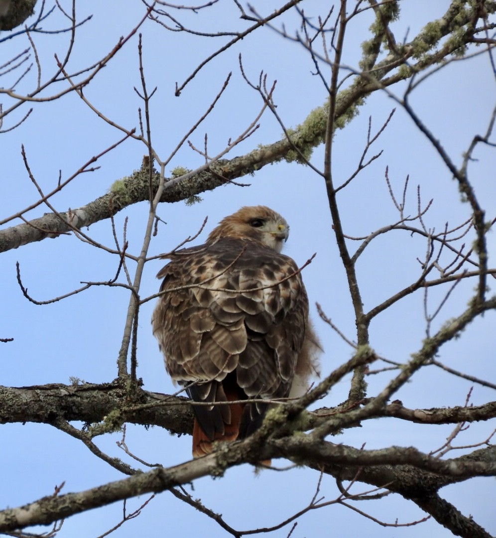 Red-tailed Hawk - ML645414027