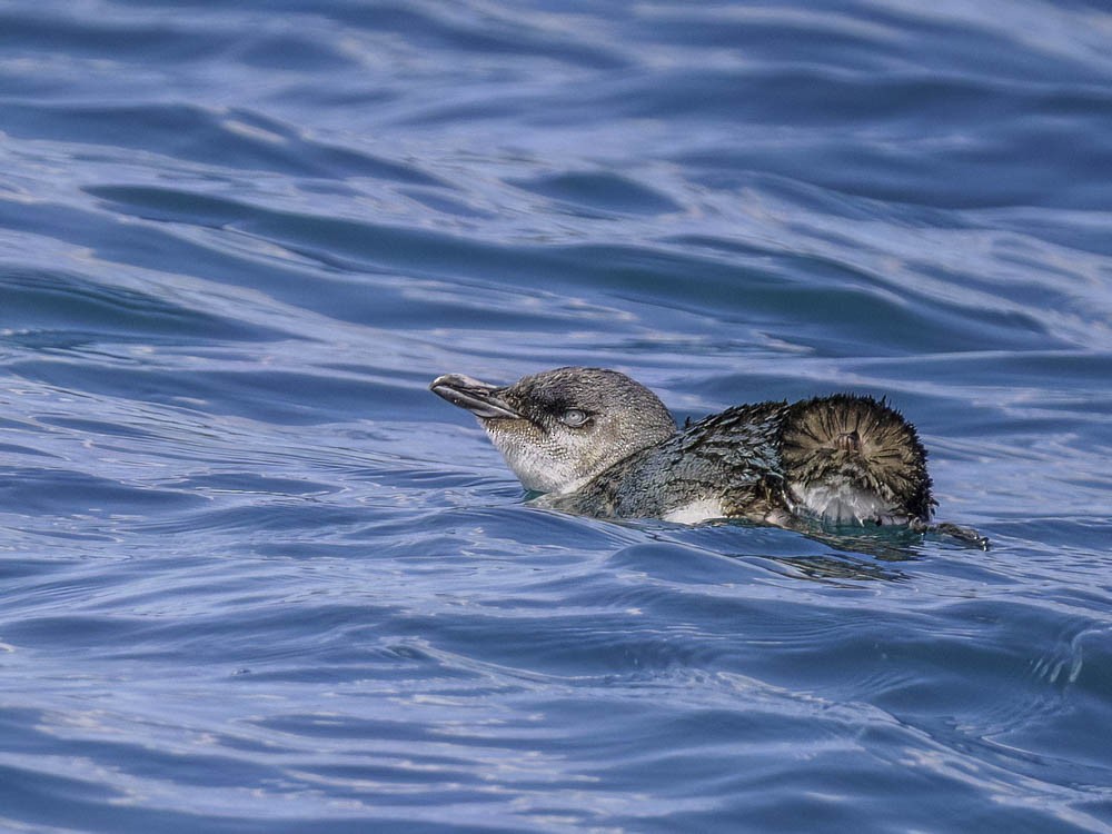 Little Penguin - ML645414028