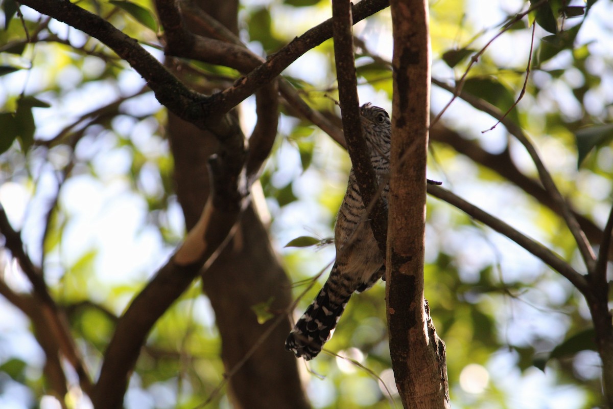 Barred Antshrike - ML645414032