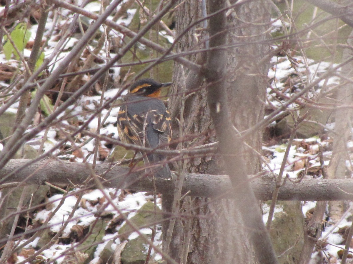 Halsbanddrossel - ML645414049