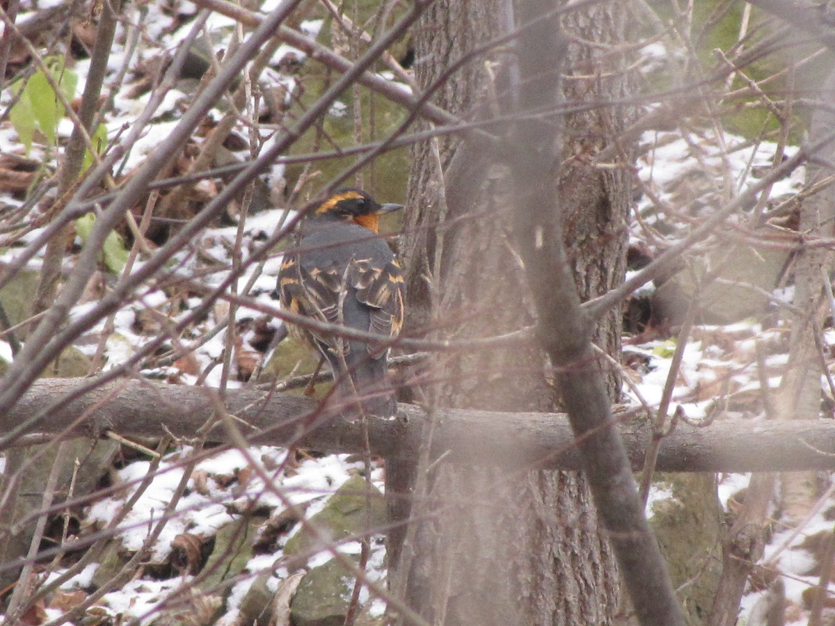 Halsbanddrossel - ML645414050